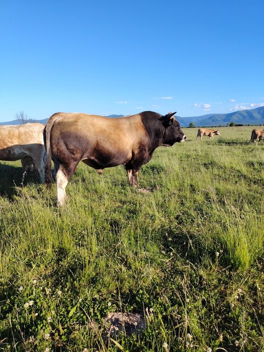 Taur Aubrac 12 luni