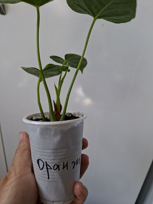 Продам Антуриум оранжевый