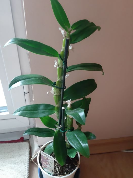 Лудизия скъпоценната орхидея , дендробиум