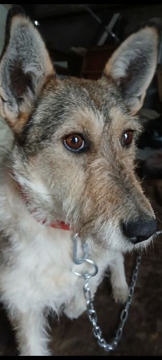 Метиска Терьер ищет любящих Родителей