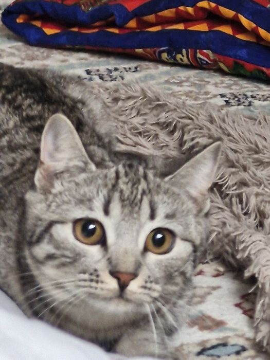 Кошка британская