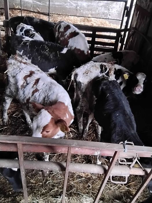 Vițele holstain  din vaci   bune de lapte