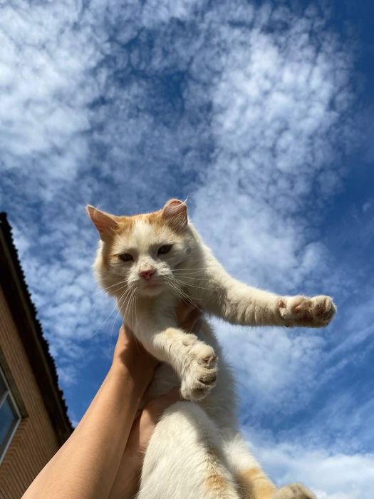 Рыжий чудо котик