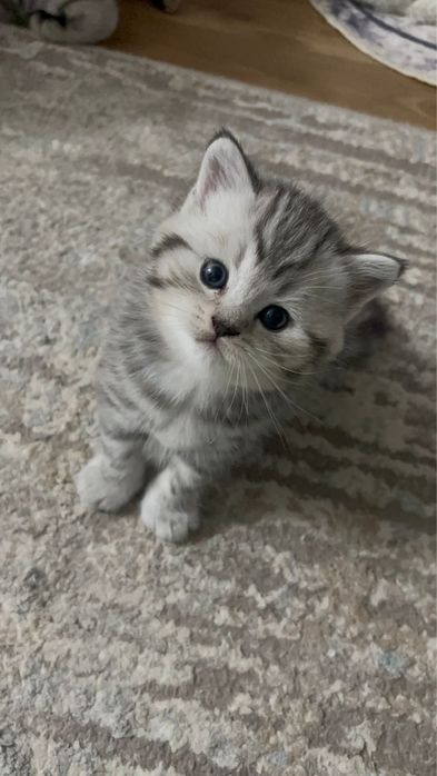 Продажа чистокровных шотландских котят!!!