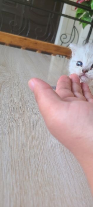 Serebritskiy shinshila mushukchamiz sotiladi