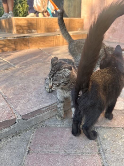 Кашка с котятами