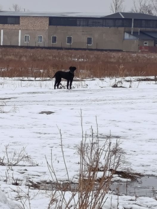 Тазы күшік ургашы