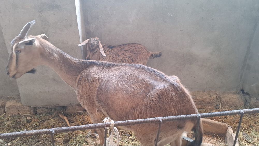 породистыи ешкілер лағымен сатылады