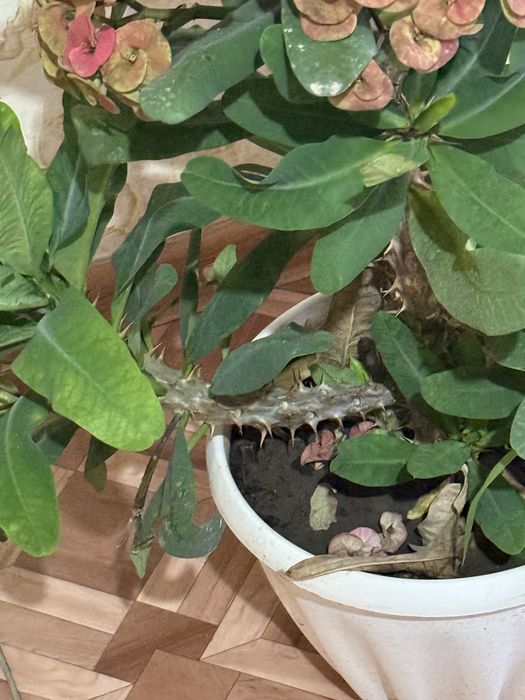 Домашний цветок Молочай Миля