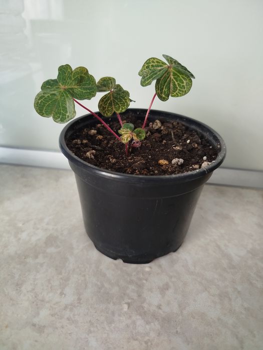 Оксалис мартианский