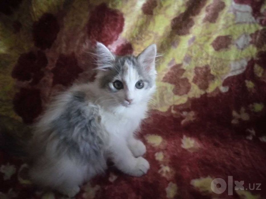 Котёнок девочка 3 месяца трёхцветная