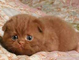 Скоттиш фолд skotish fold narxi taqalgan bulishi