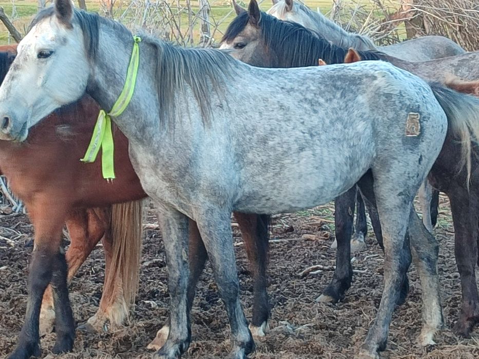 Продам кобылу 5 лет