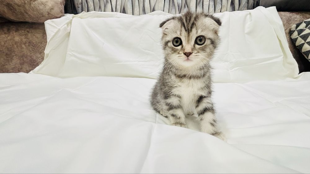 Продам прекрасных котят