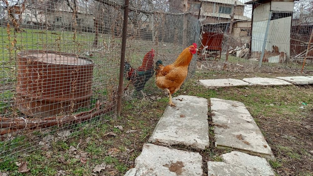 Қораз петух әтеш хороз