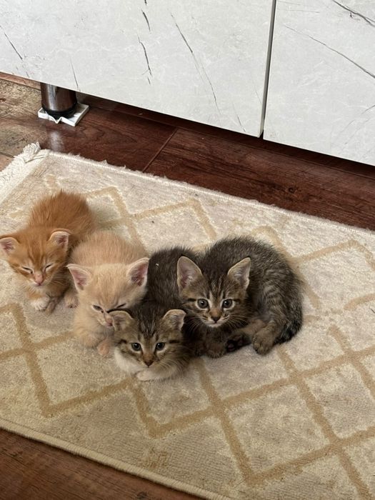 отдатим котят в добрые руки