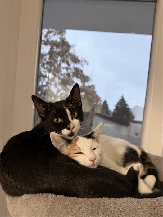 Donez Pisicute cu tot ce au nevoie