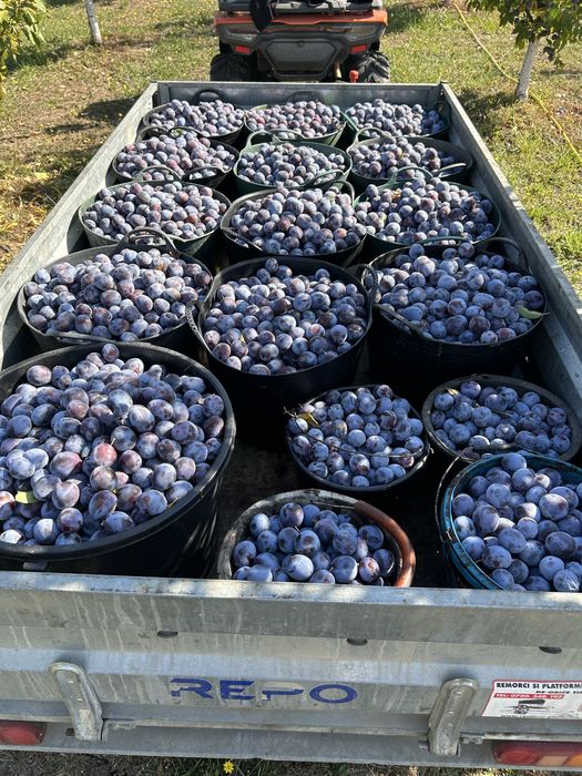 Prune de vanzare la 2 lei