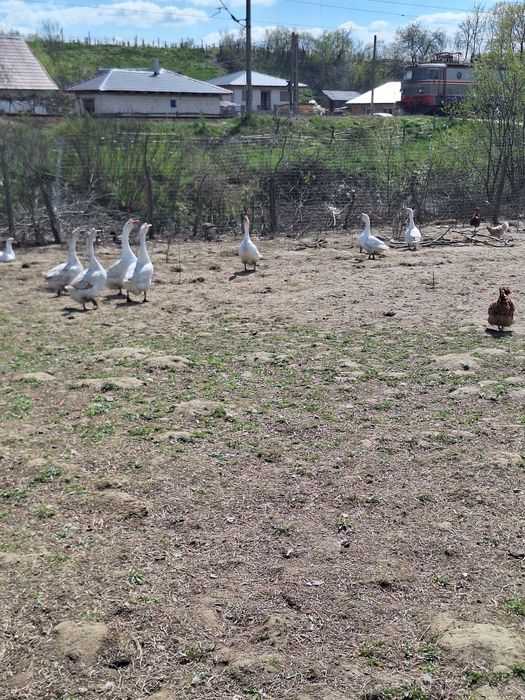 Ofertă! Ouă de gâscă , bibilică  pentru incubat la 6 lei și 3  lei
