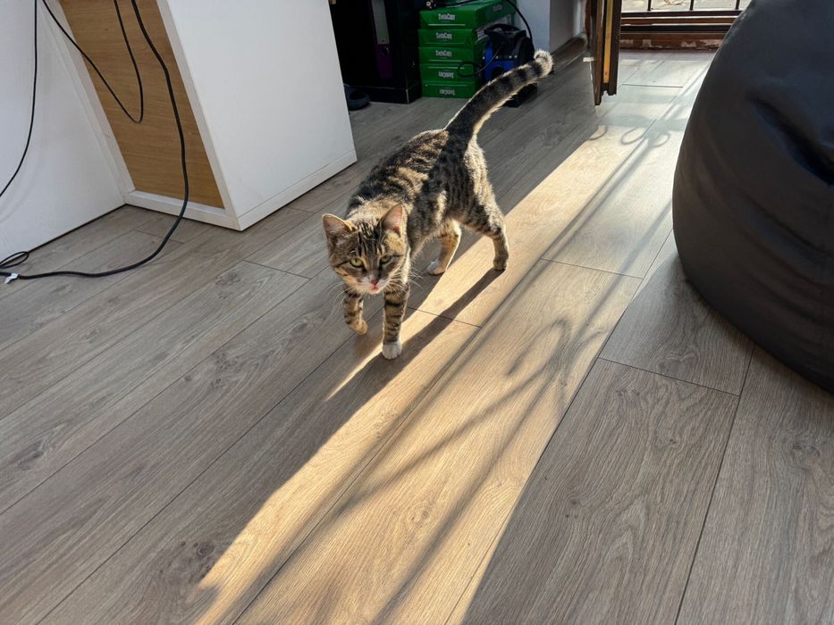 Милая кошка в добрые руки