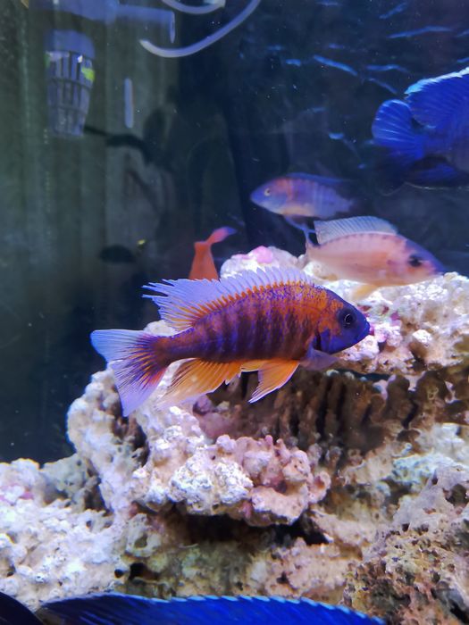 Продавам цихлиди