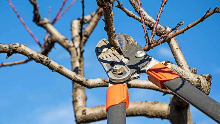 Servicii tundere/ curatare pomi fructiferi