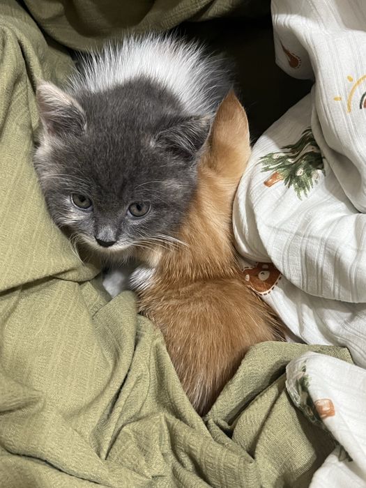 котенки оба девочки, по 2 месяца