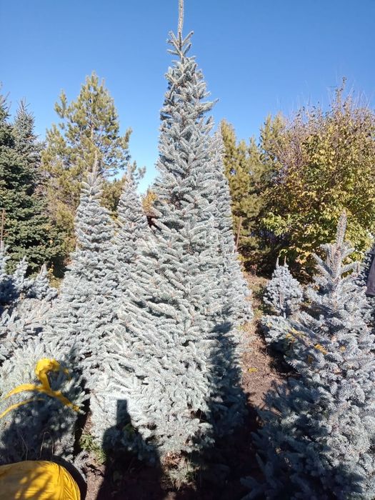 Голубые Ёлки красивые