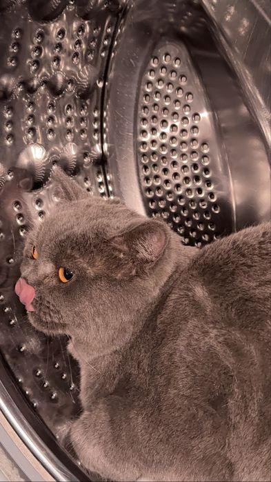 Британская кошка