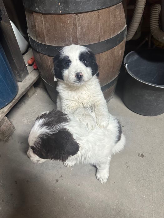 Каракачанка мъжко/женско