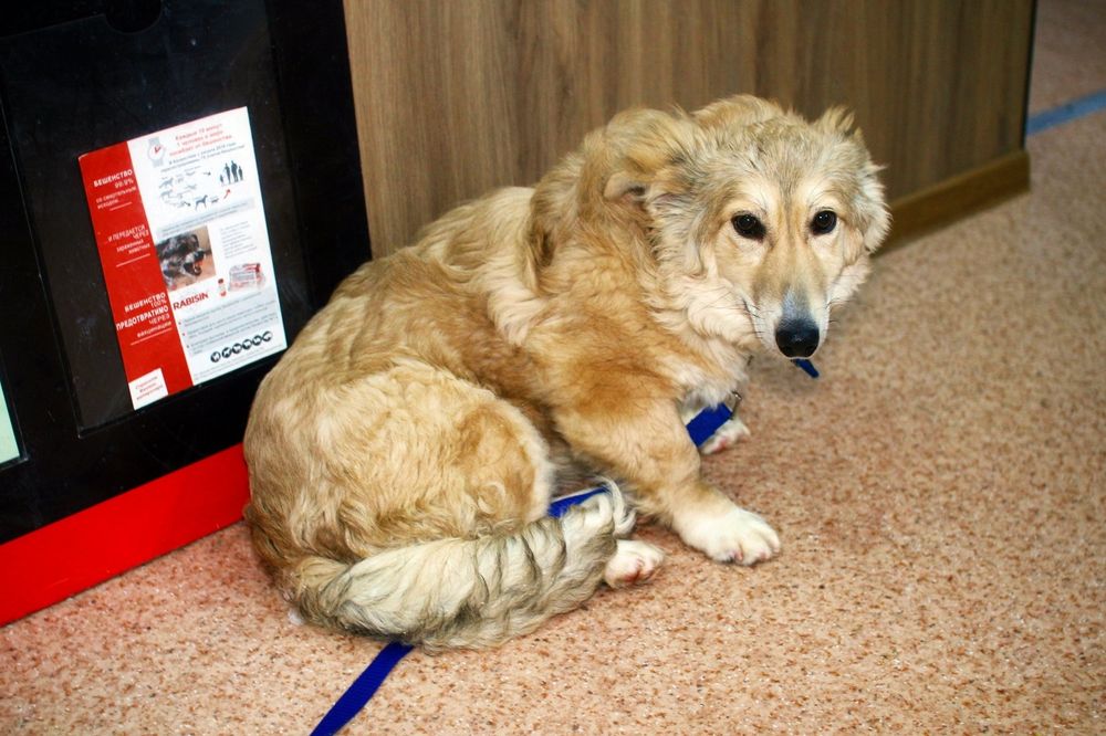 Отдам в добрые руки