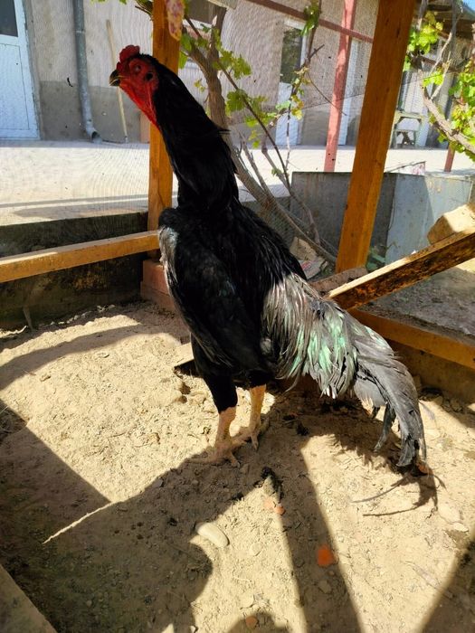 Жұмыртқа дәкән бойцовый (Яйцо)