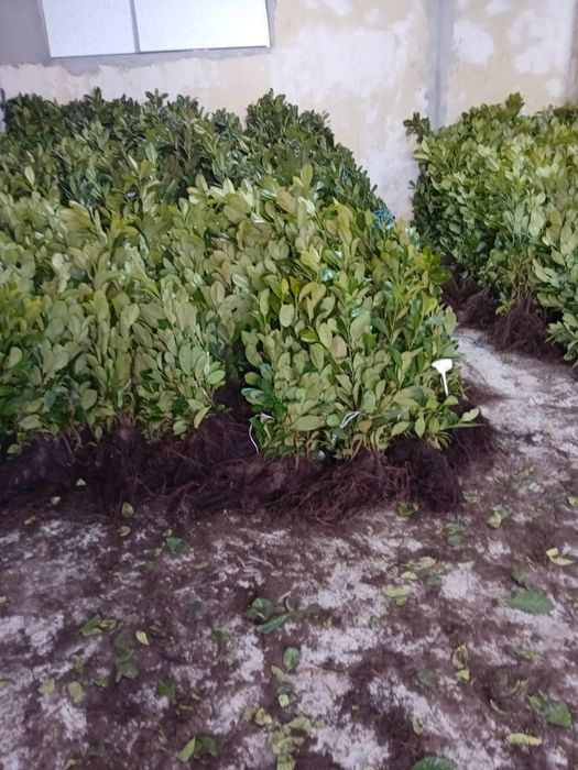 Vând Laur englezesc