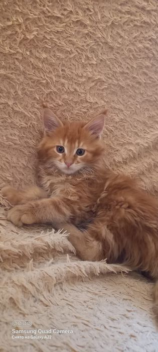 Продам котят мейн кун