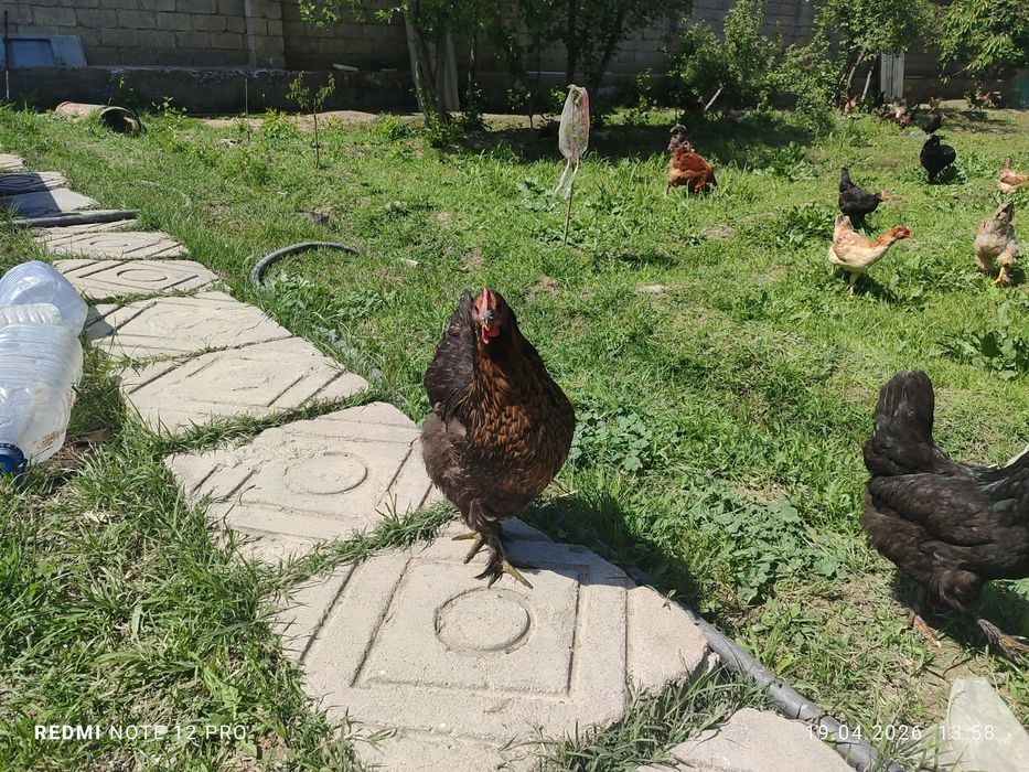 Домашный 12 ойлик товуклар сотилади