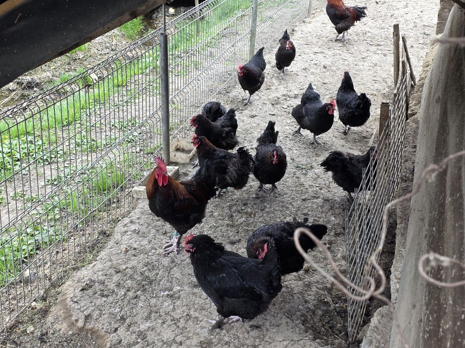 Ouă incubat rasă Marans