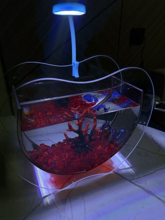 Рыба,подарок,аквариум,рыба в аквариуме,подарок для девушку