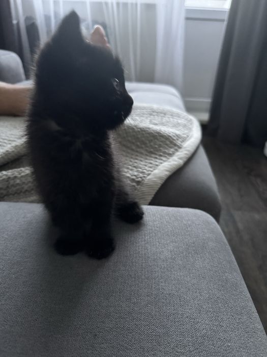 Кошечка черная бесплатно