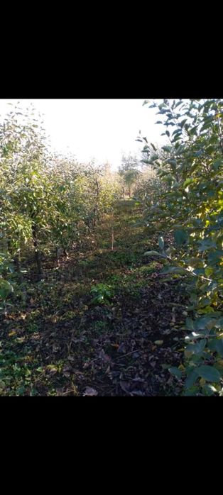 Продава се Земеделски имот в Кнежа -  кв.м за 3825 €/дка - Снимка #2