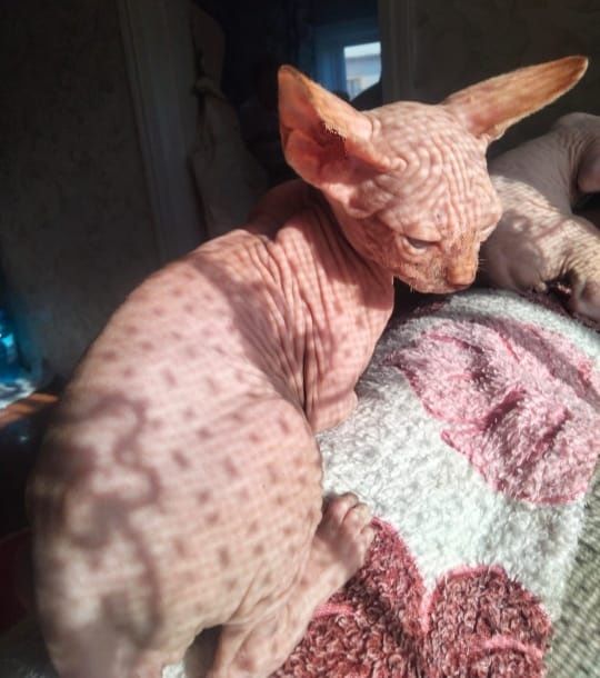 Канадский сфинкс