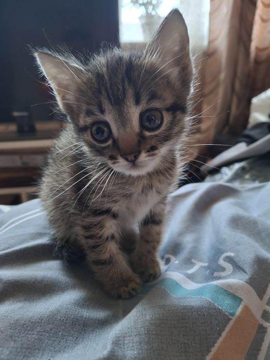 Отдам котёнка  в хорошие руки
