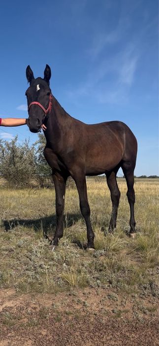 Продам тая американец+орловец