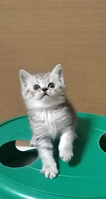 Шотландскае Скоттиш страйт