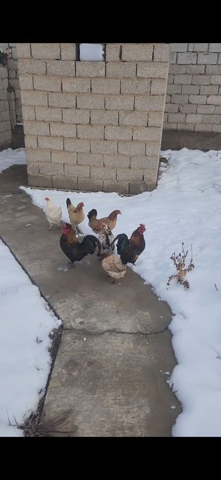 Дача кайнар булак