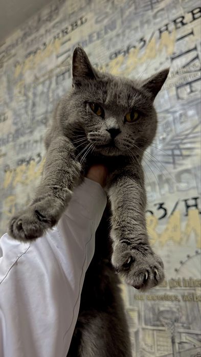 sotiladi paroda floyd erkak