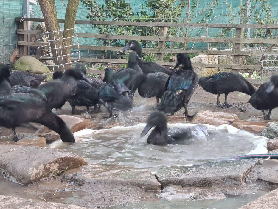 Rațe Cayuga pereche