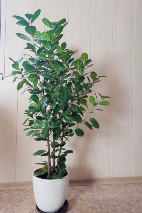 Продам Фикус Микрокарпа