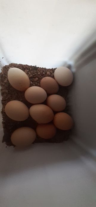 Vând oua de găină