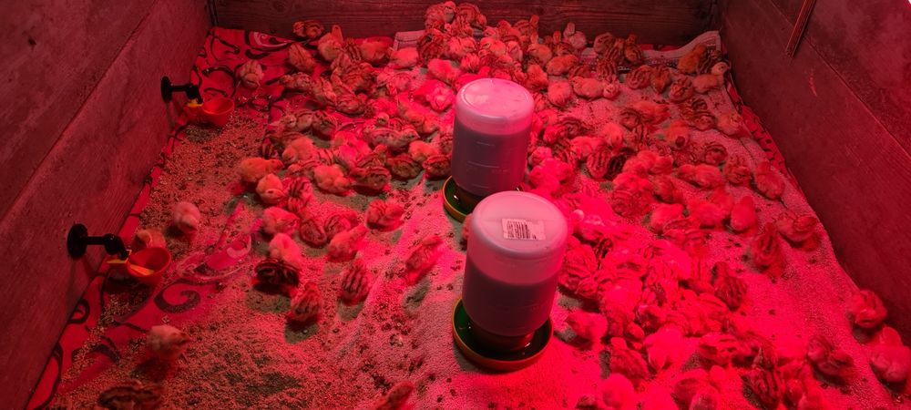 Prepelite tineret jumbo gold și polara gigant