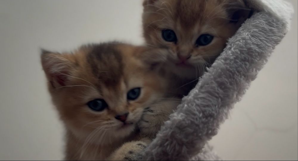 Продается Котята